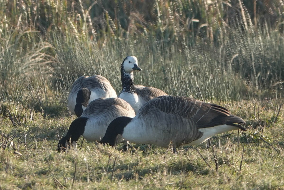 Branta musuzuria x Kanadako branta (hibridoa) - ML613376091