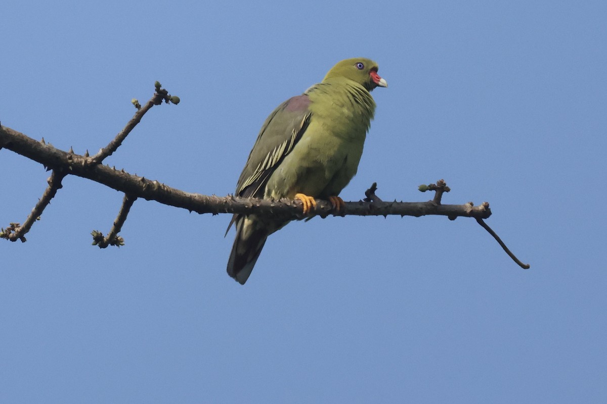 African Green-Pigeon (African) - Mathias Leiser