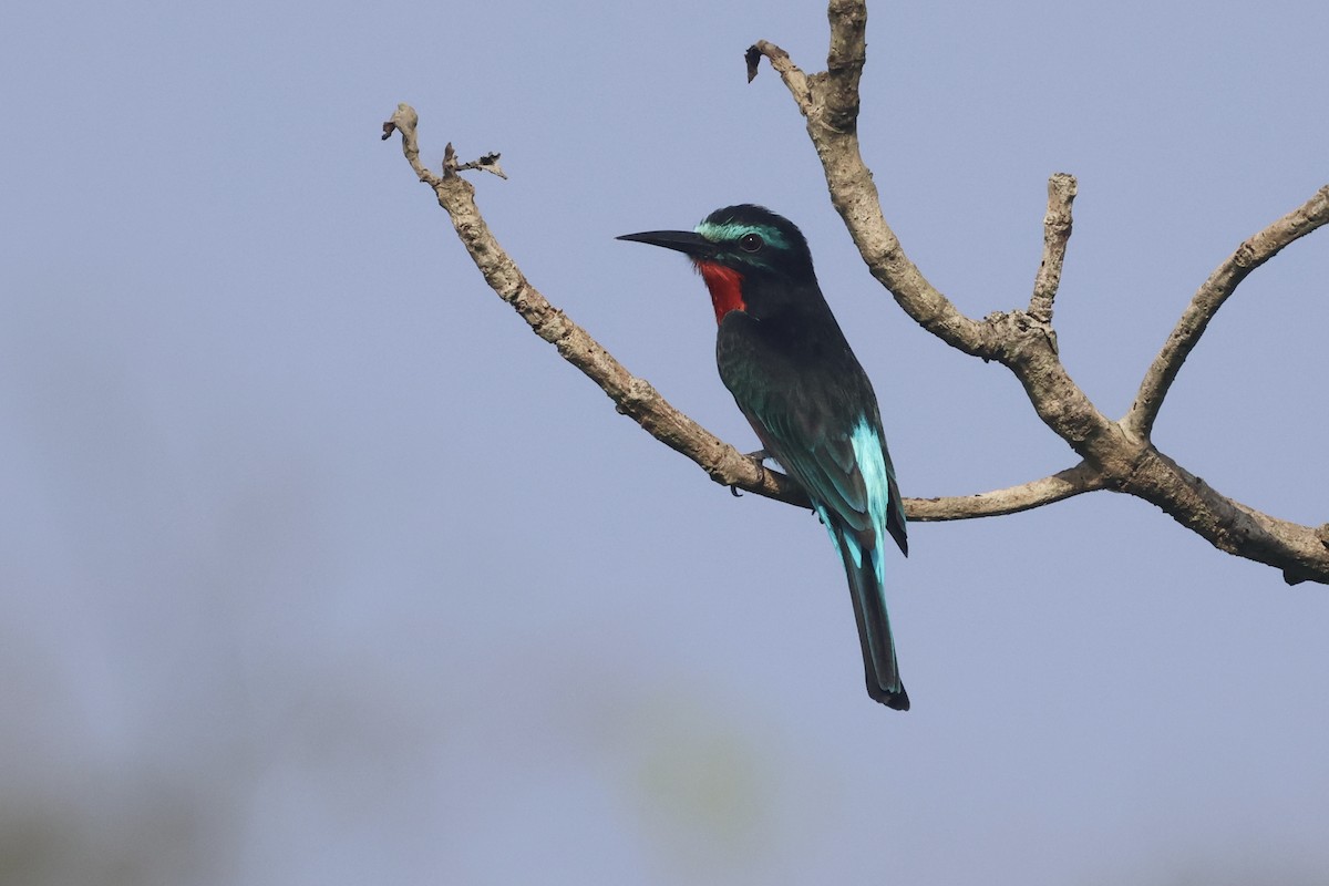 Black Bee-eater - ML613376166