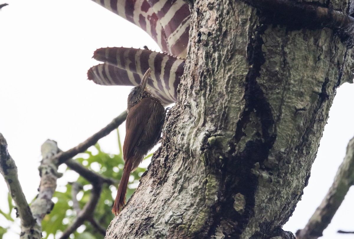 Duida Woodcreeper - ML613376218