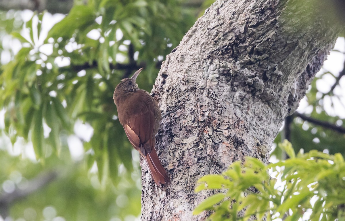 Duida Woodcreeper - ML613376220