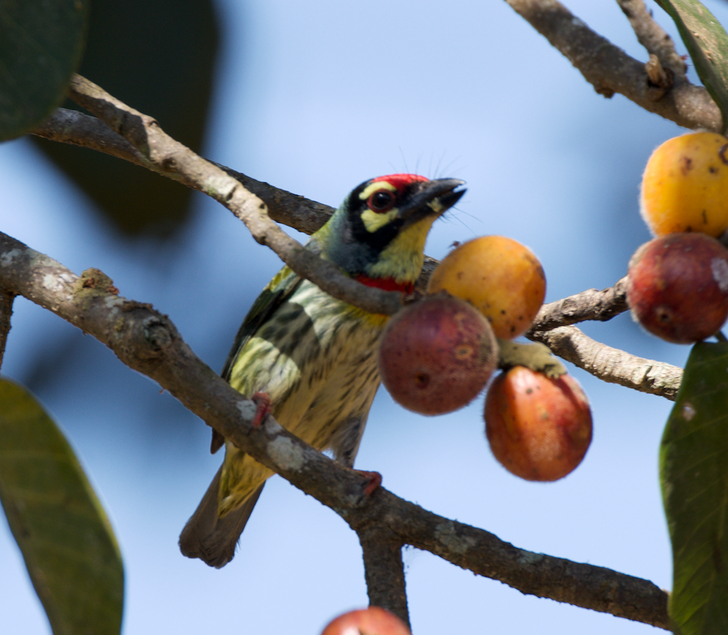 Malabar/Coppersmith Barbet - ML613376243