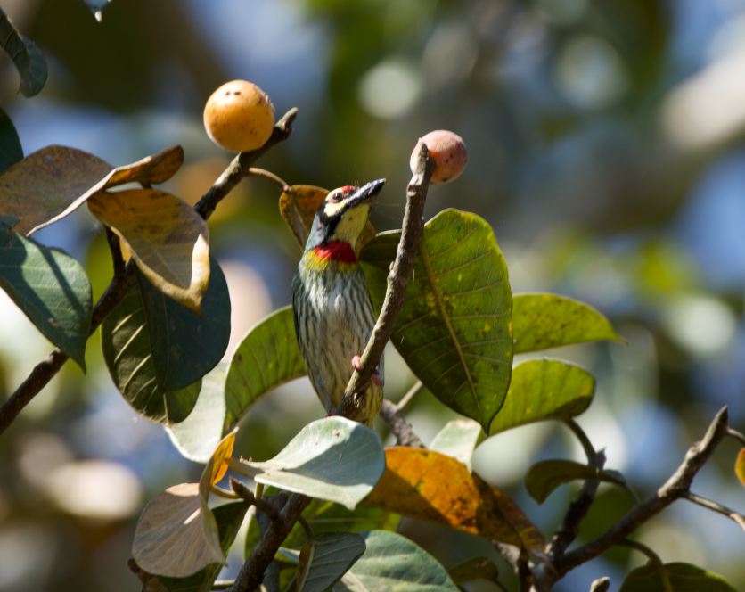 Malabar/Coppersmith Barbet - ML613376260