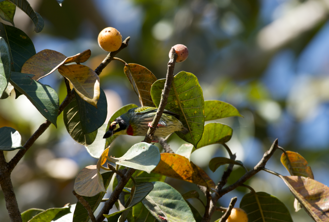 Malabar/Coppersmith Barbet - ML613376263