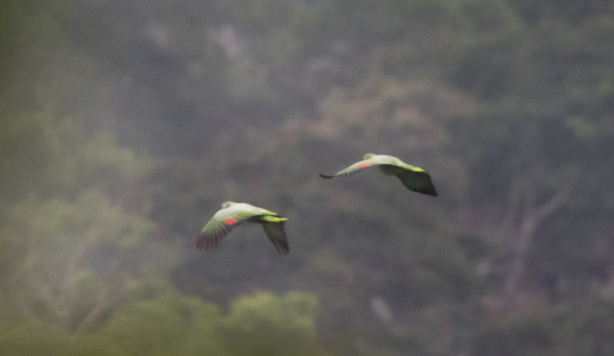 Mealy Parrot (Southern) - Jay McGowan