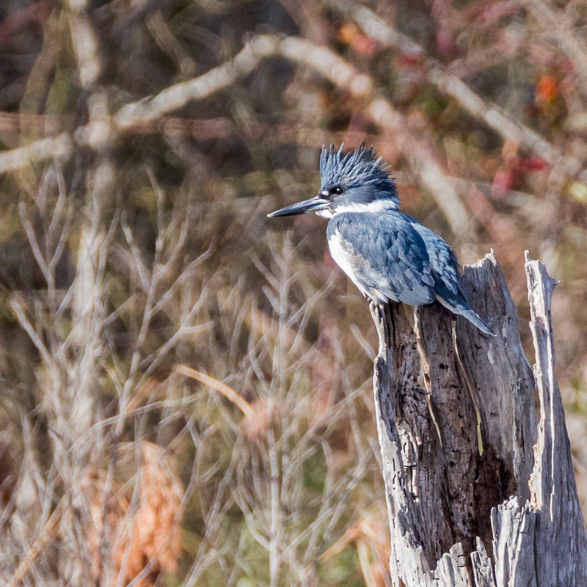 Belted Kingfisher - Philip Vignola