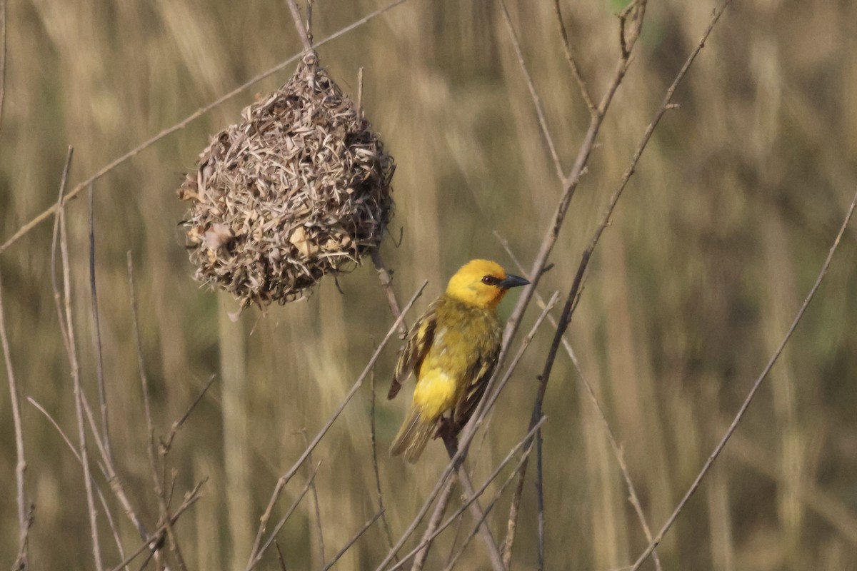 Orange Weaver - ML613376336