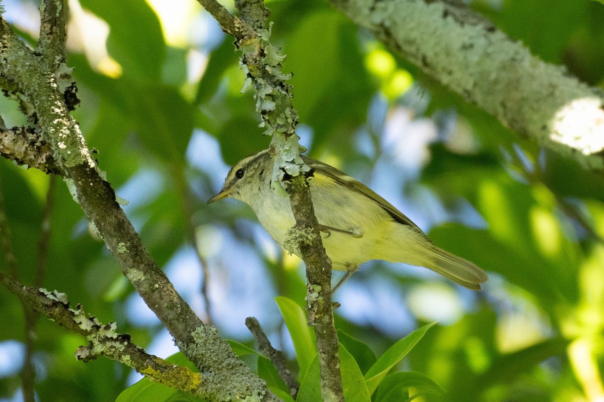 Yellow-browed Warbler - ML613376377