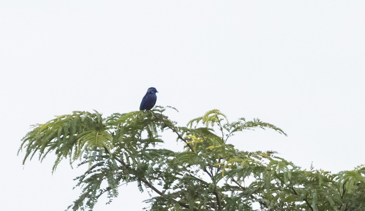 Opal-rumped Tanager (Opal-rumped) - ML613376396