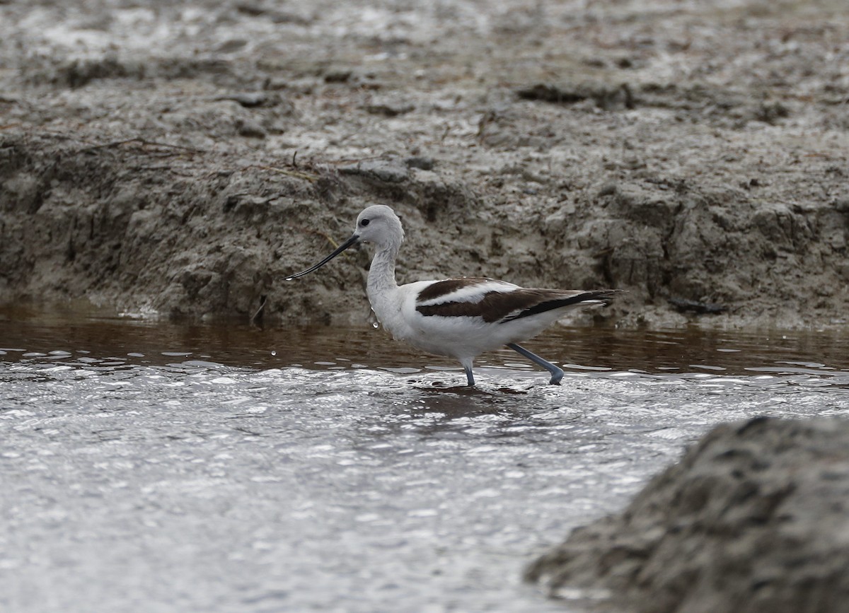 Avocette d'Amérique - ML613376417