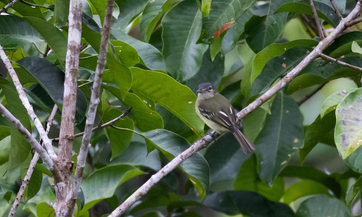 Yellow-margined Flatbill (obscuriceps) - ML613376426