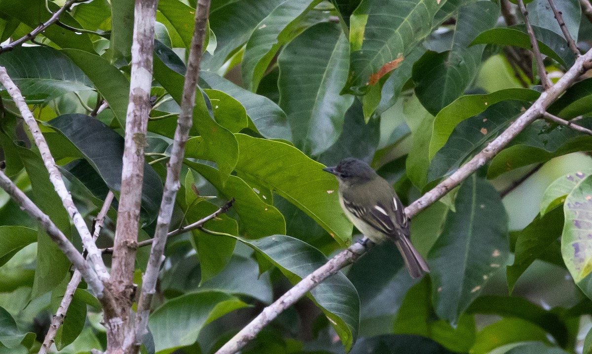 Yellow-margined Flatbill (obscuriceps) - ML613376427