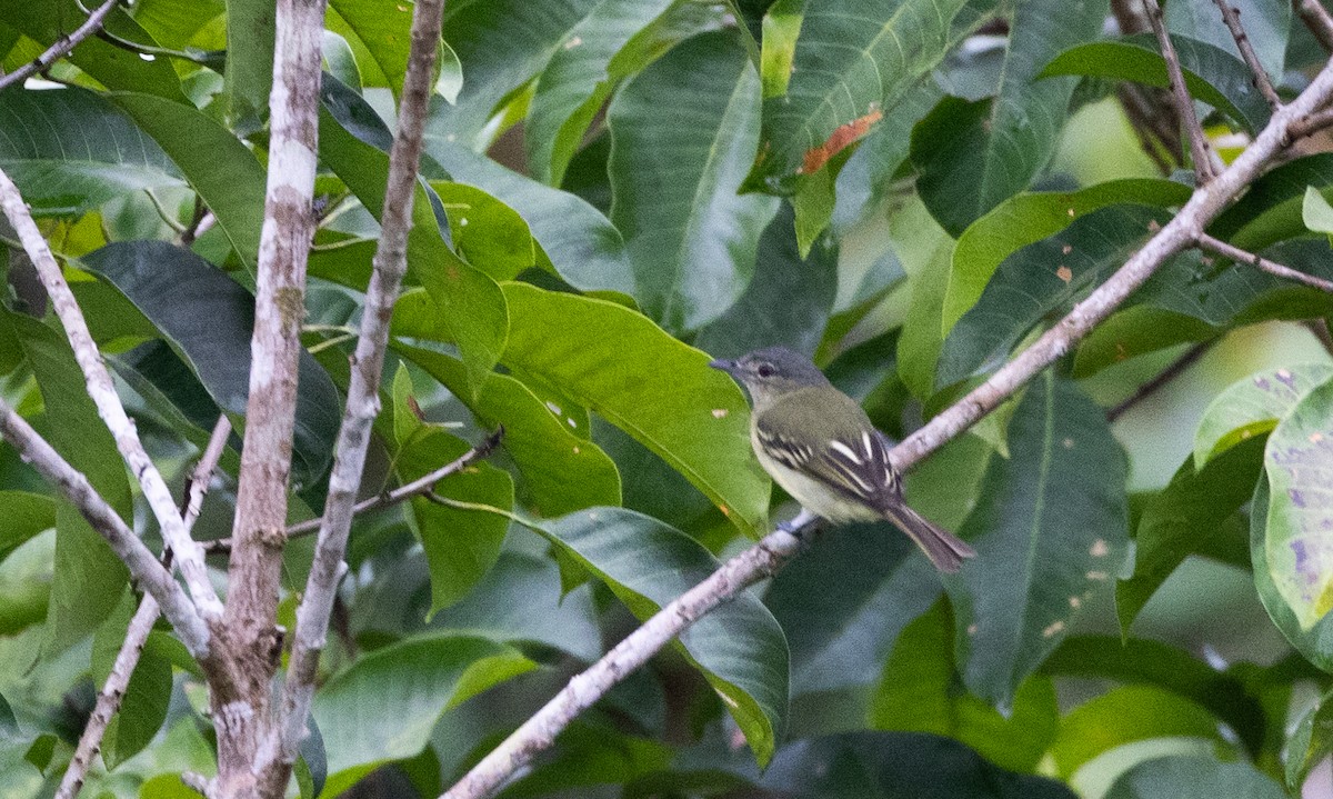 Yellow-margined Flatbill (obscuriceps) - ML613376428