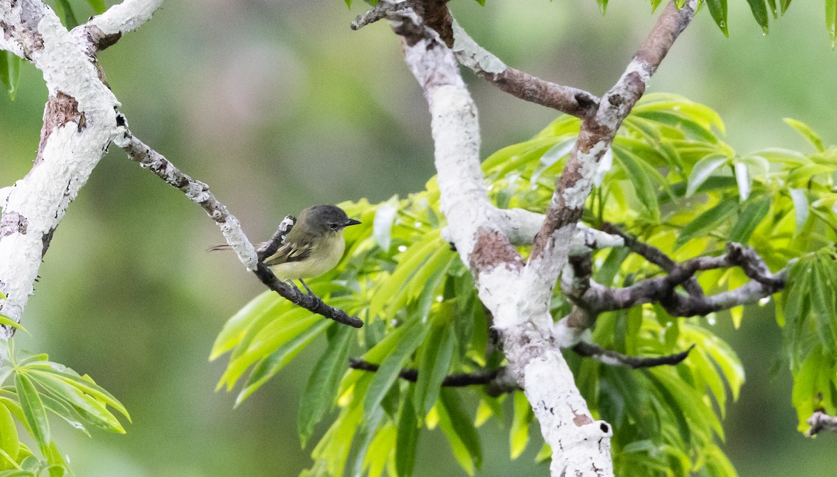 Yellow-margined Flatbill (obscuriceps) - ML613376439