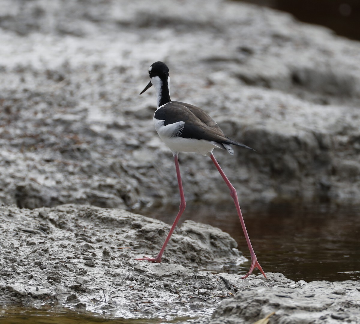 eBird Checklist - 5 Jan 2024 - Everglades NP--Snake Bight Trail - 39 ...