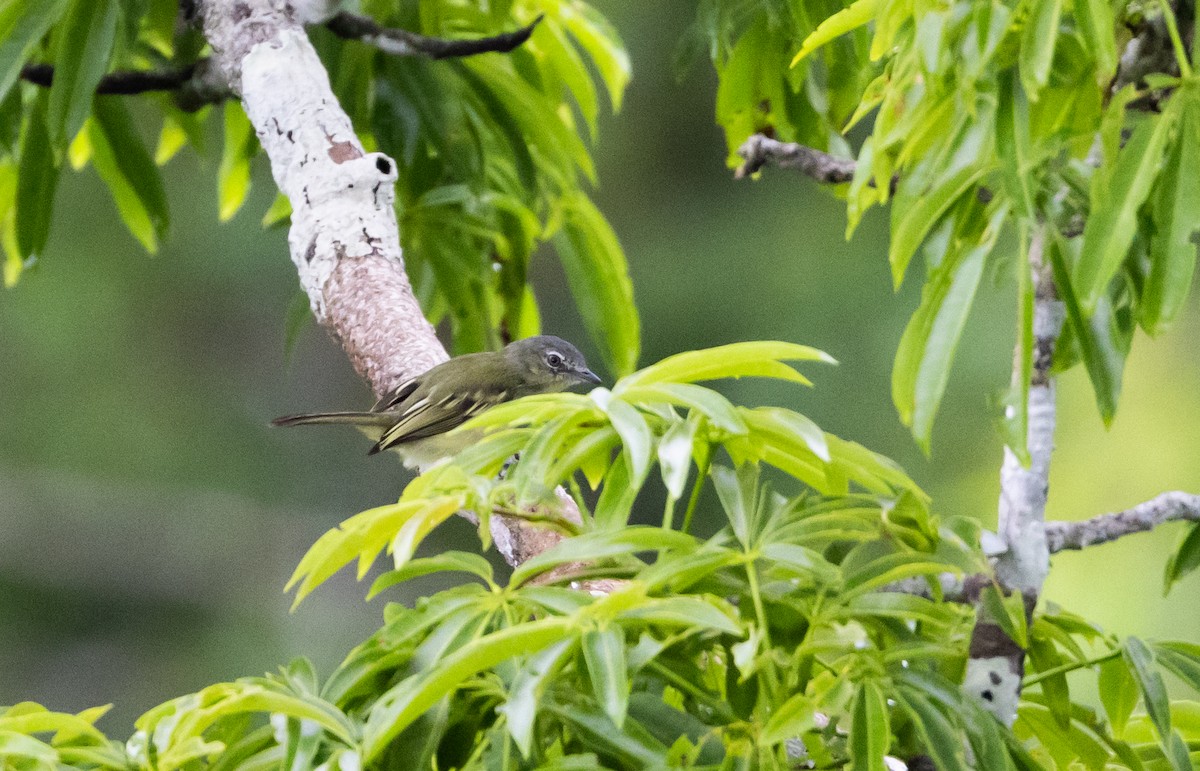 Yellow-margined Flatbill (obscuriceps) - ML613376441