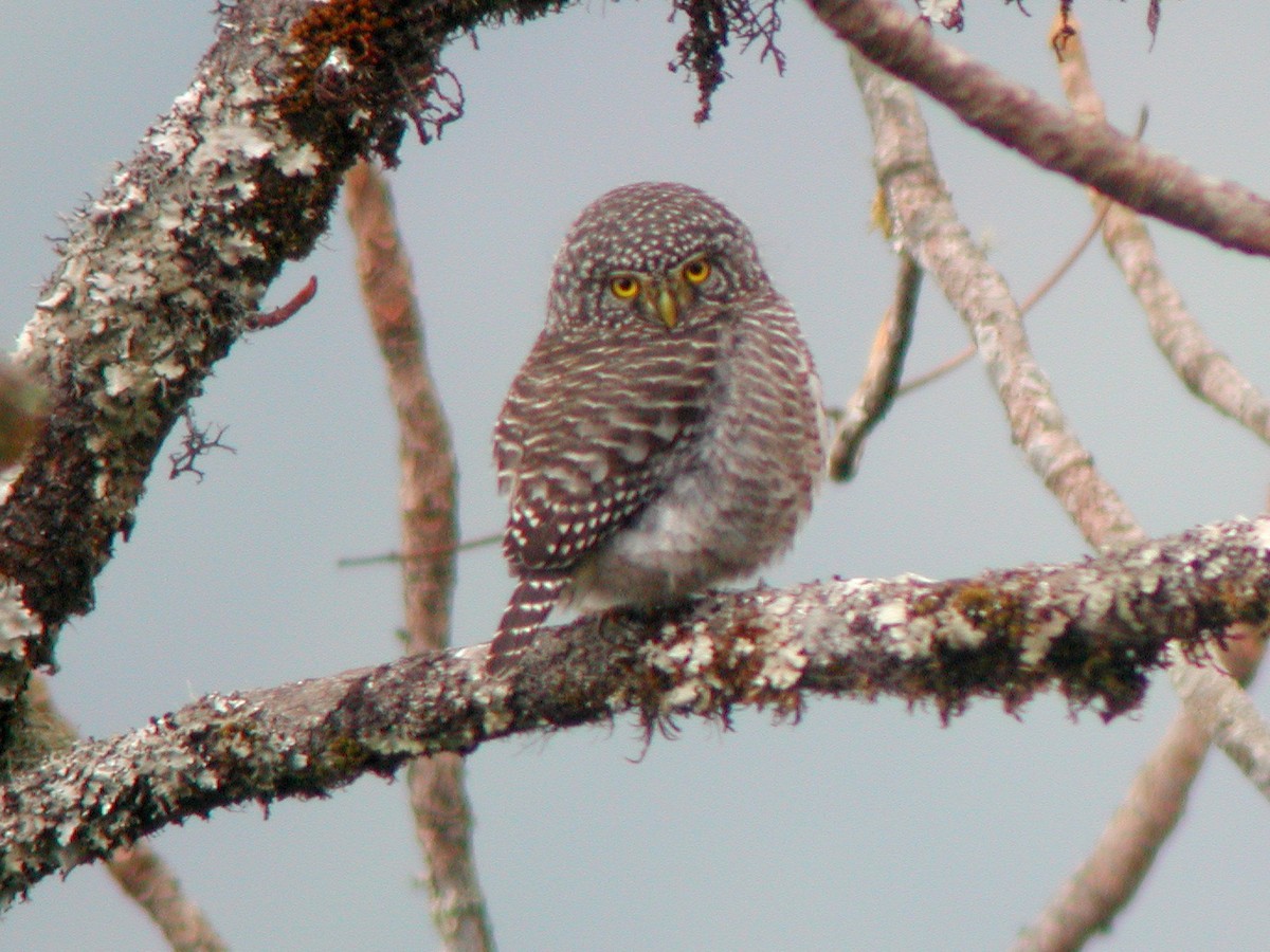 Collared Owlet - ML613376552