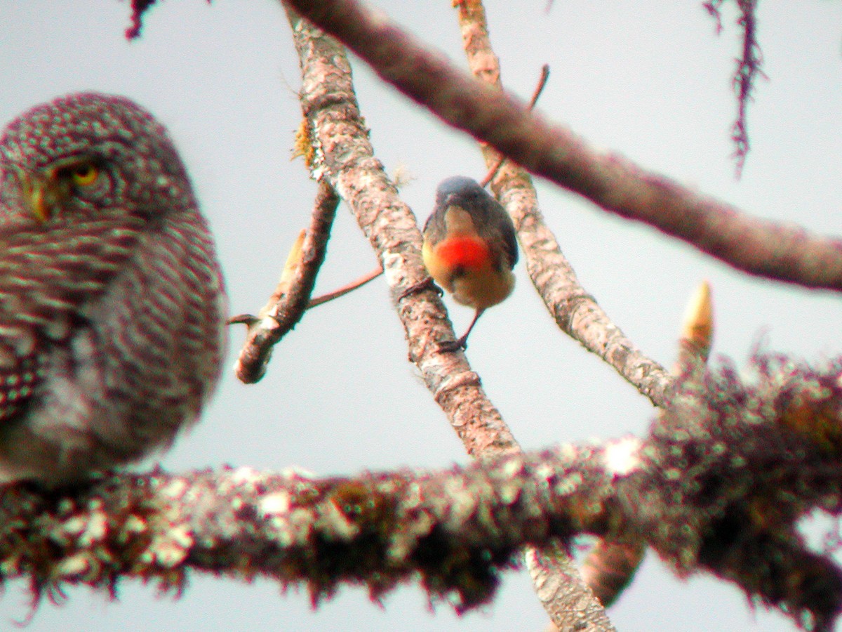 Fire-breasted Flowerpecker - ML613376564