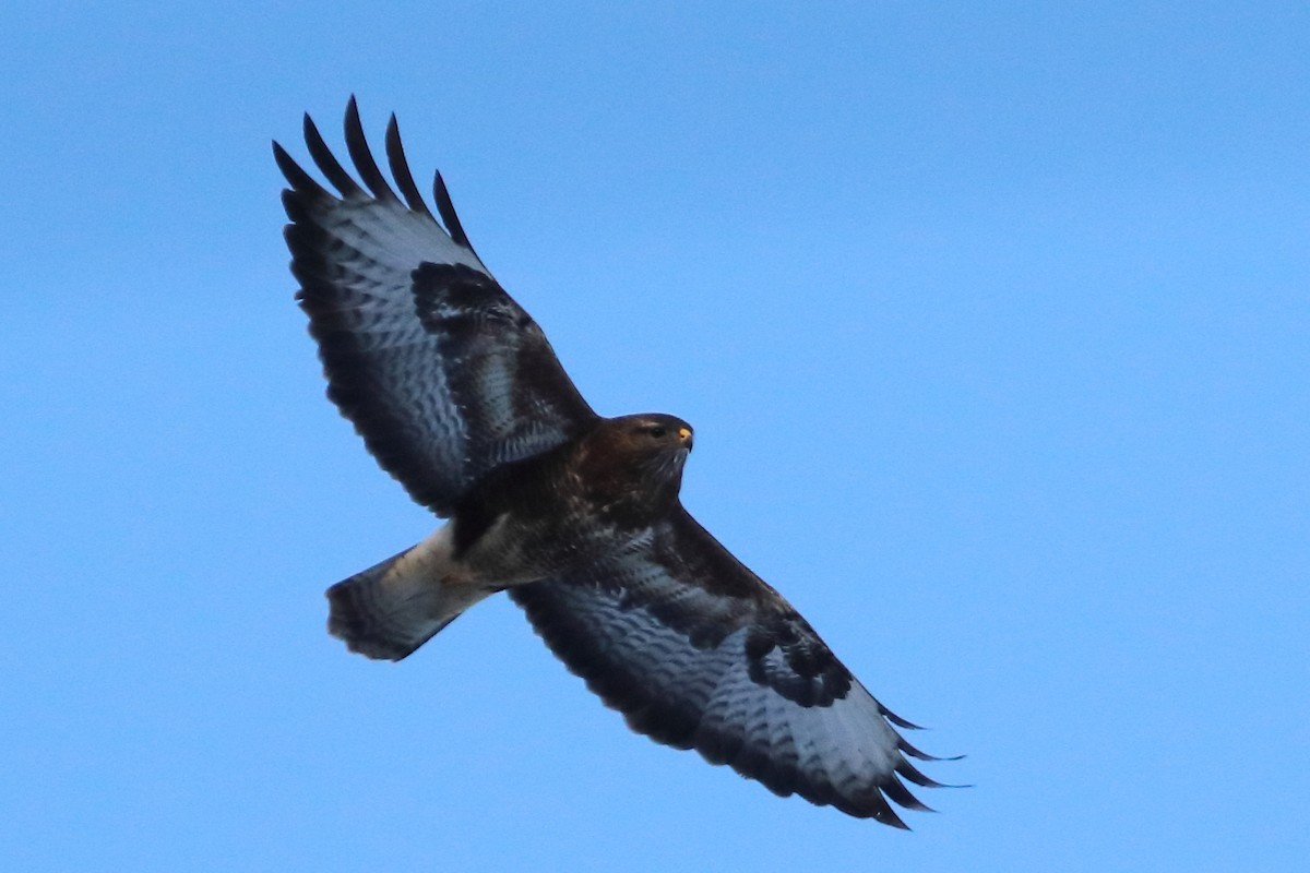 Common Buzzard - ML613376596