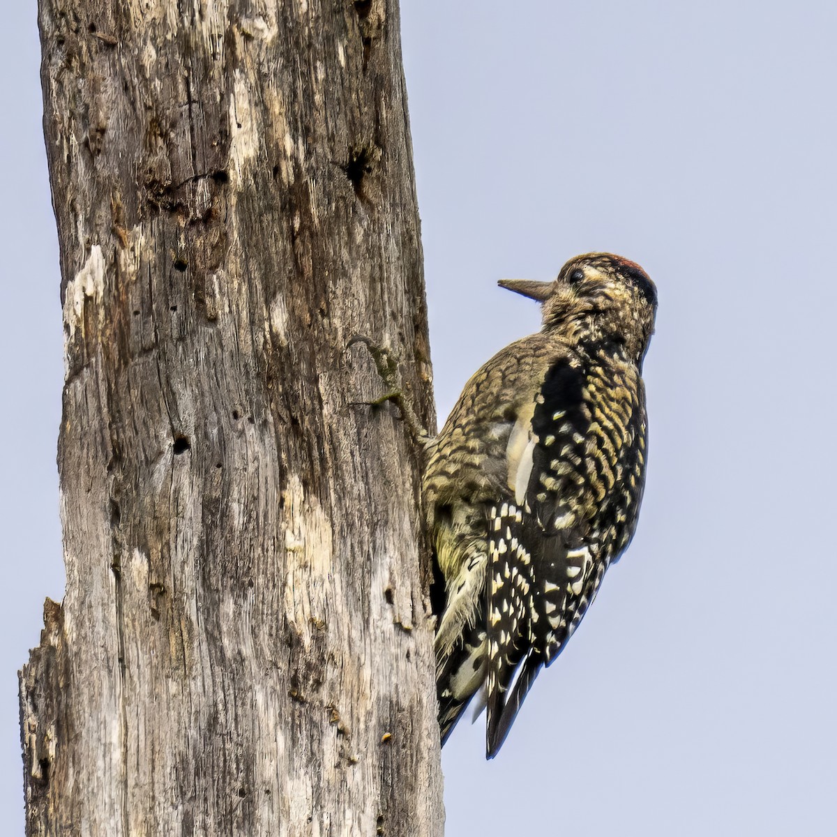 Yellow-bellied Sapsucker - ML613376603