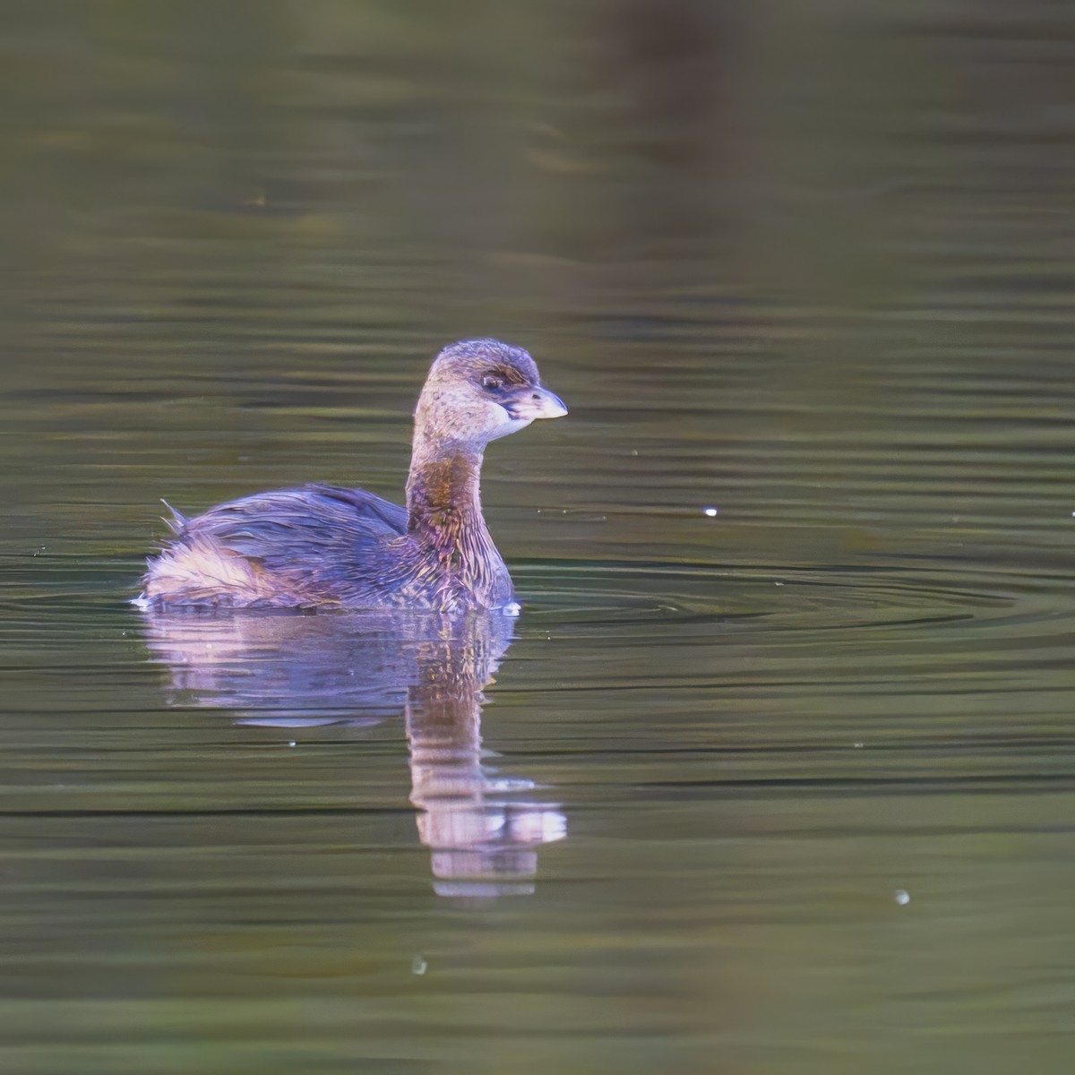 Pied-billed Grebe - ML613376616