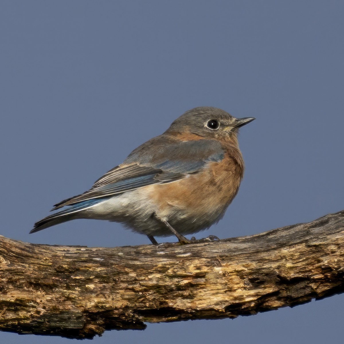 Eastern Bluebird - ML613376620