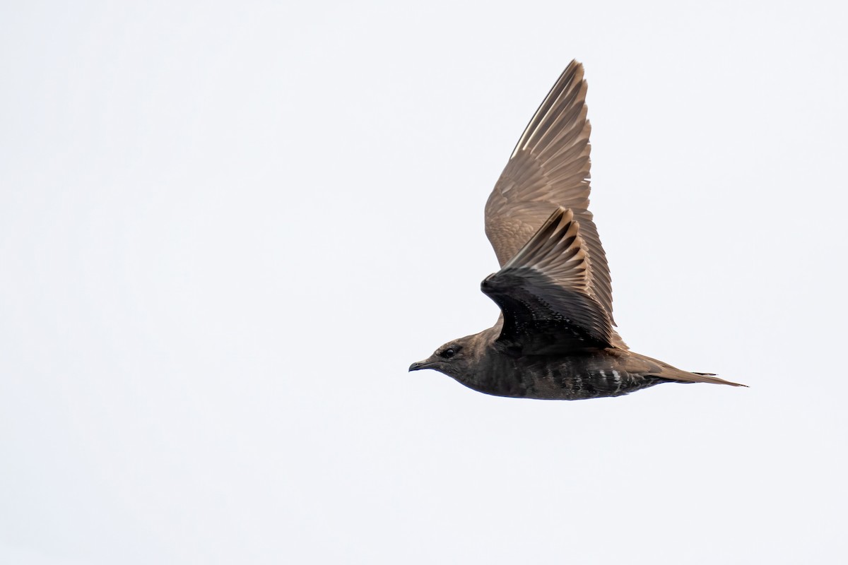 Long-tailed Jaeger - ML613376655