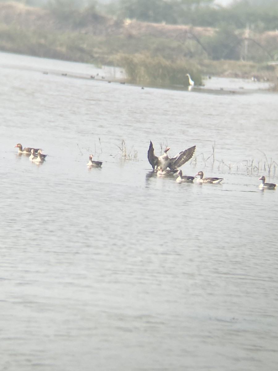 Graylag Goose - Kaushal Sharma