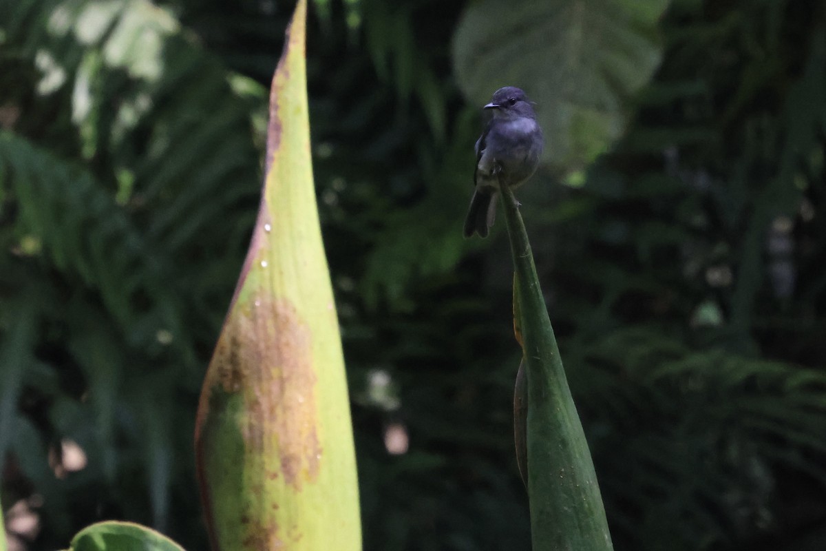 Dusky-blue Flycatcher - Mathias Leiser