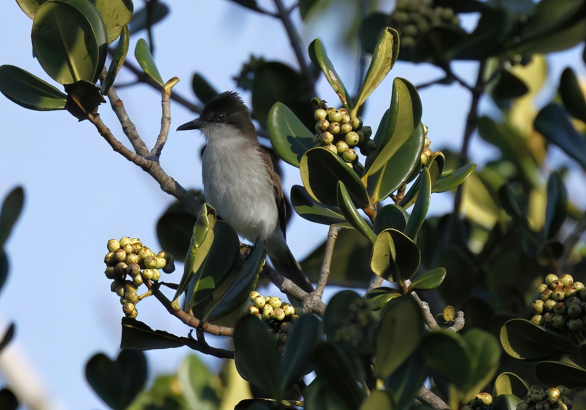 Loggerhead Kingbird (Puerto Rico) - ML613376744