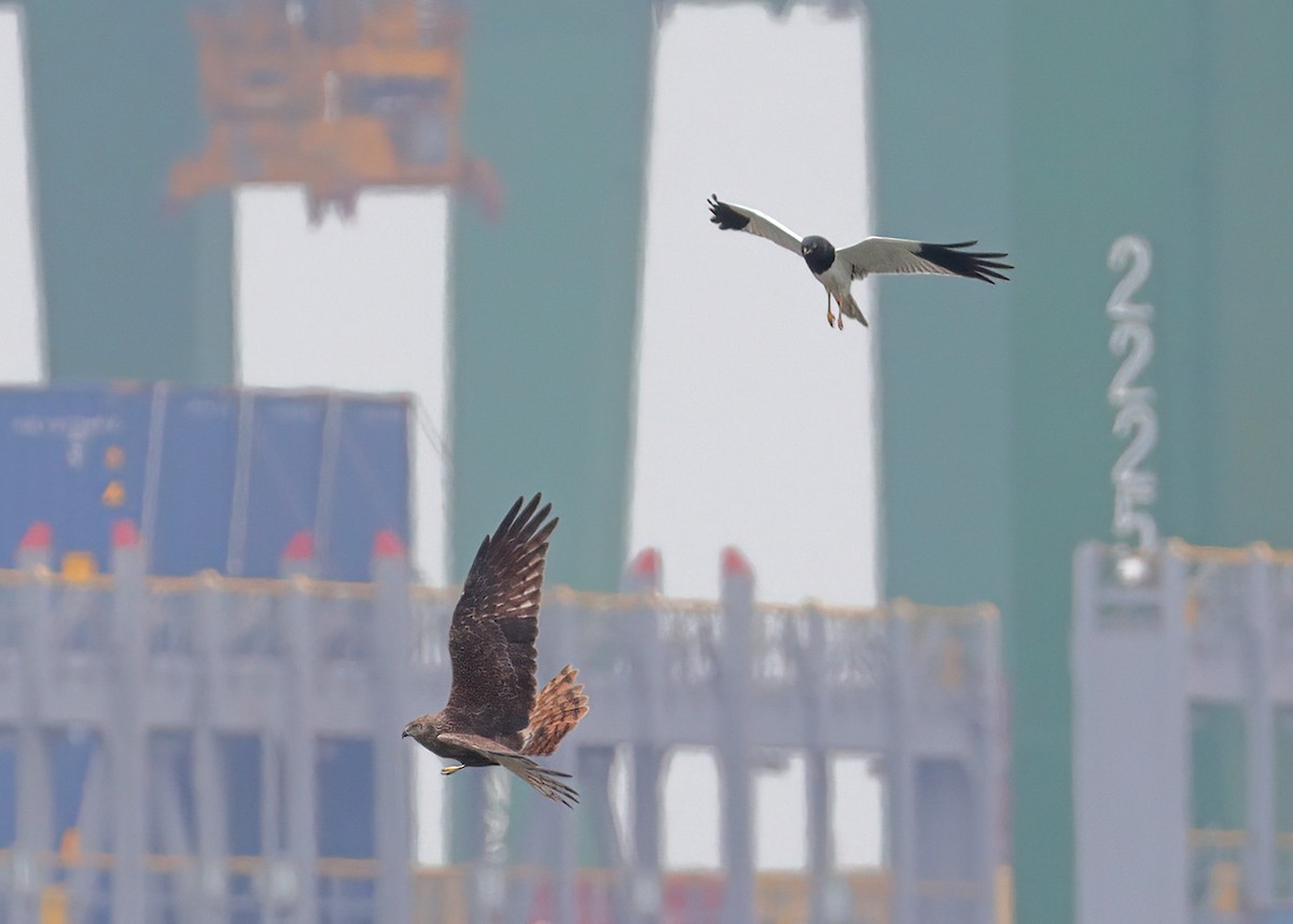 Pied Harrier - sheau torng lim