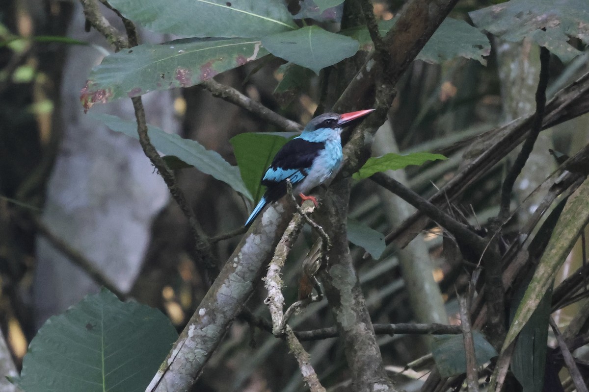 Blue-breasted Kingfisher - ML613376789