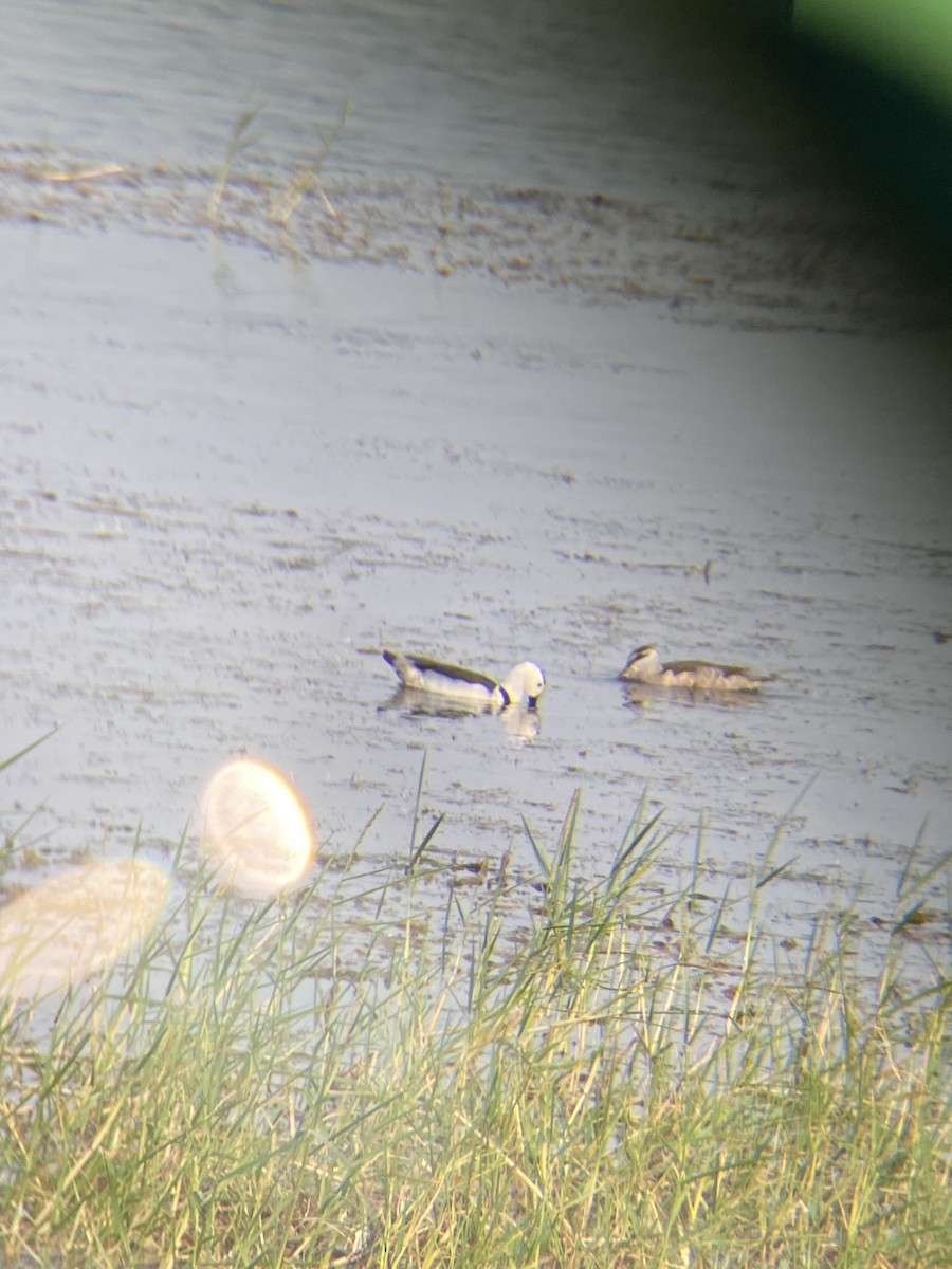 Cotton Pygmy-Goose - Kaushal Sharma