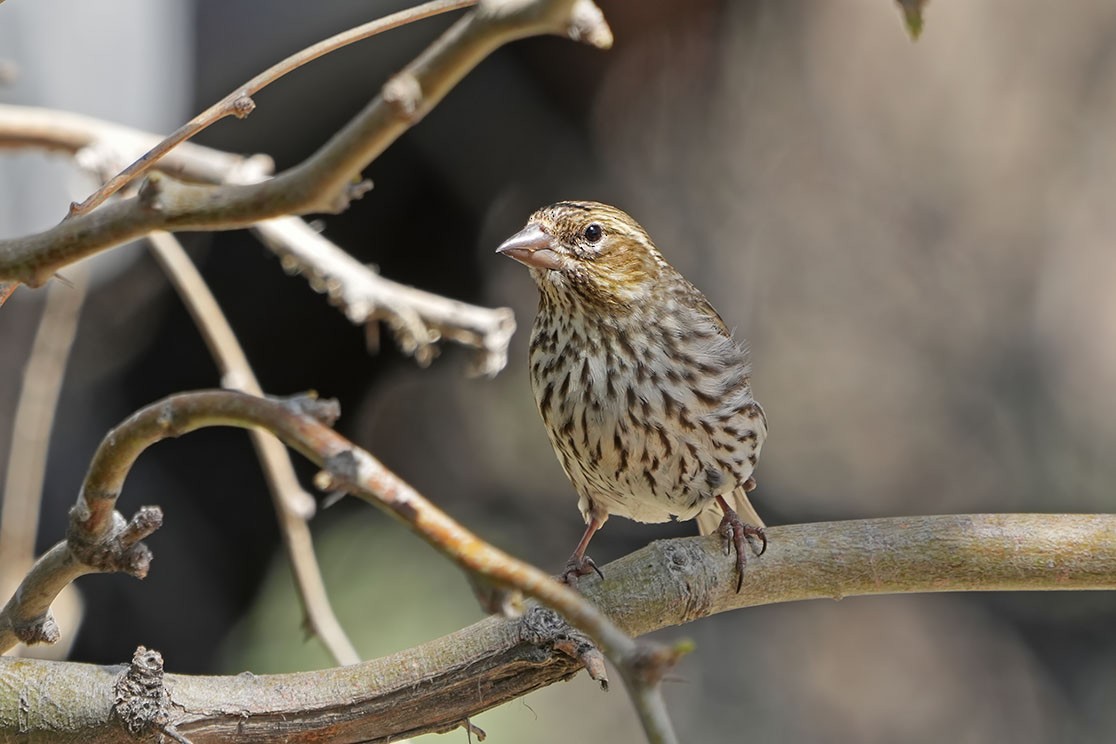 Cassin's Finch - ML613376812