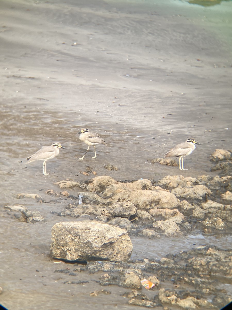 Great Thick-knee - ML613376837