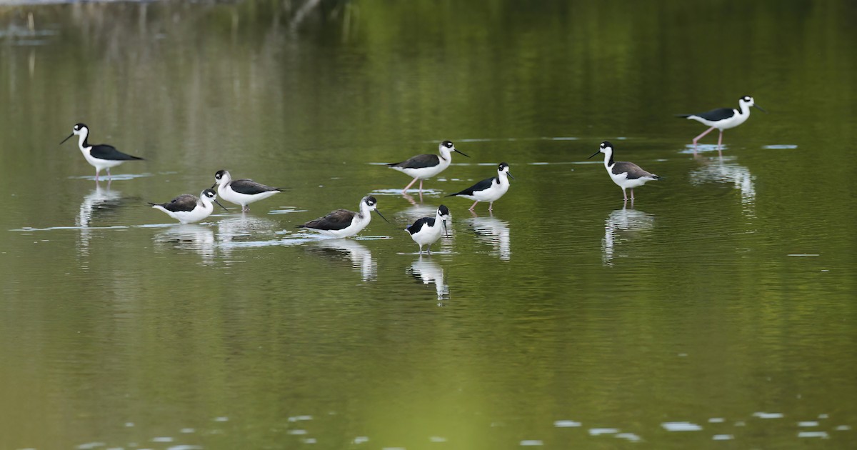 Black-necked Stilt (Black-necked) - ML613376840