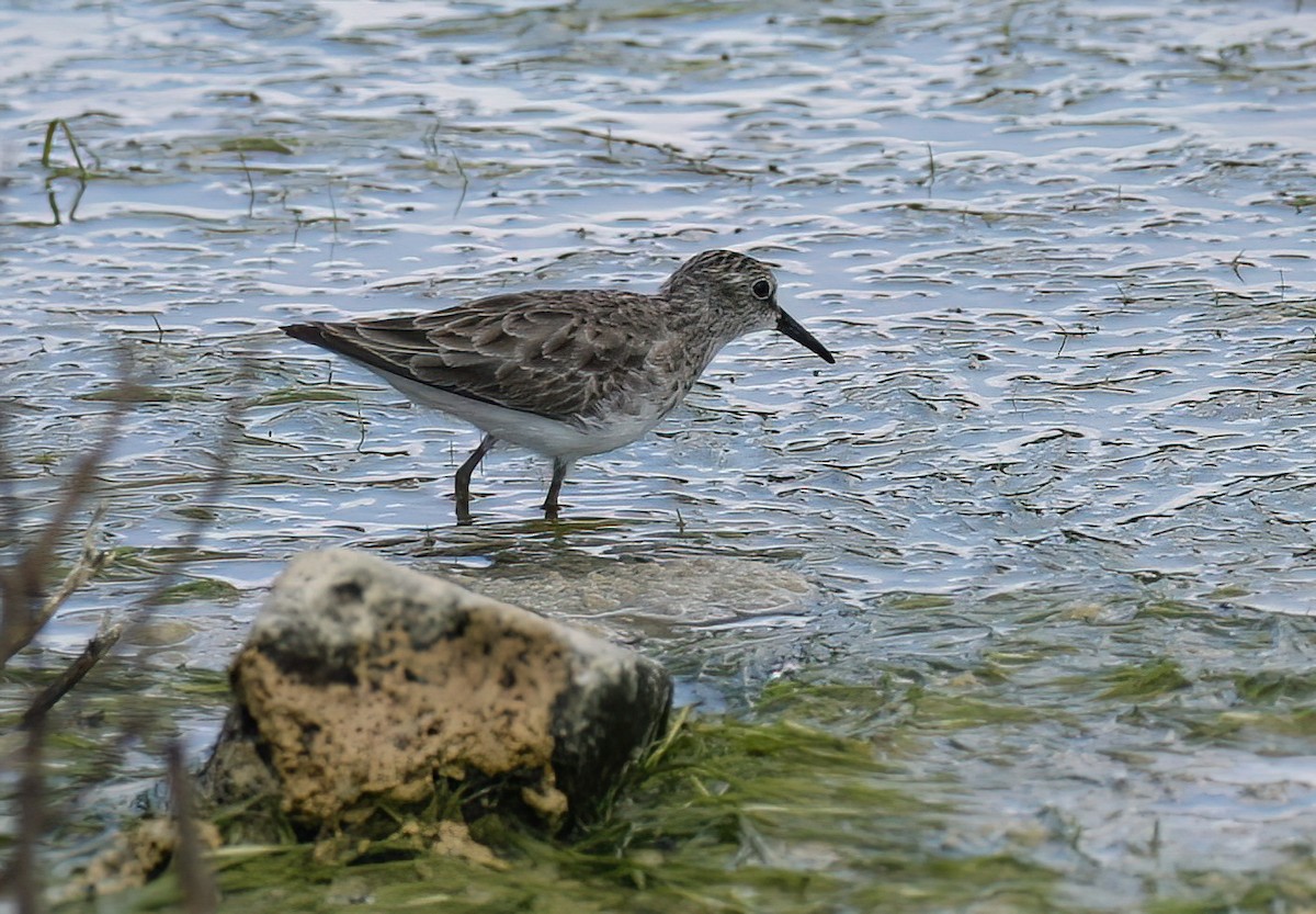 Least Sandpiper - ML613376849