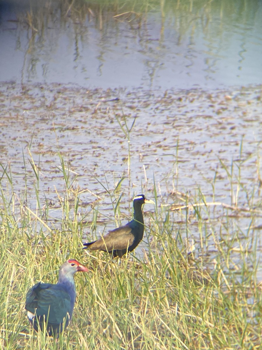 Bronze-winged Jacana - Kaushal Sharma