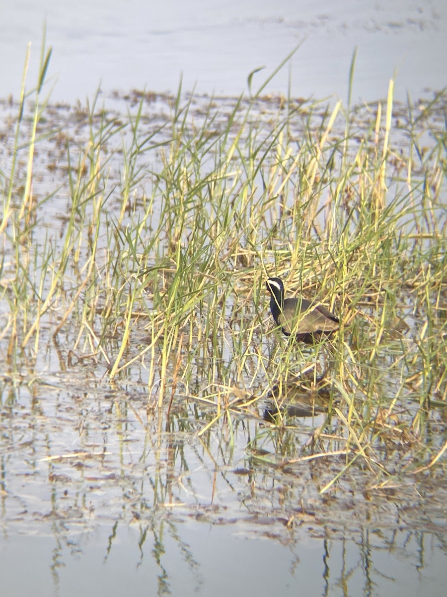 Bronze-winged Jacana - ML613376854