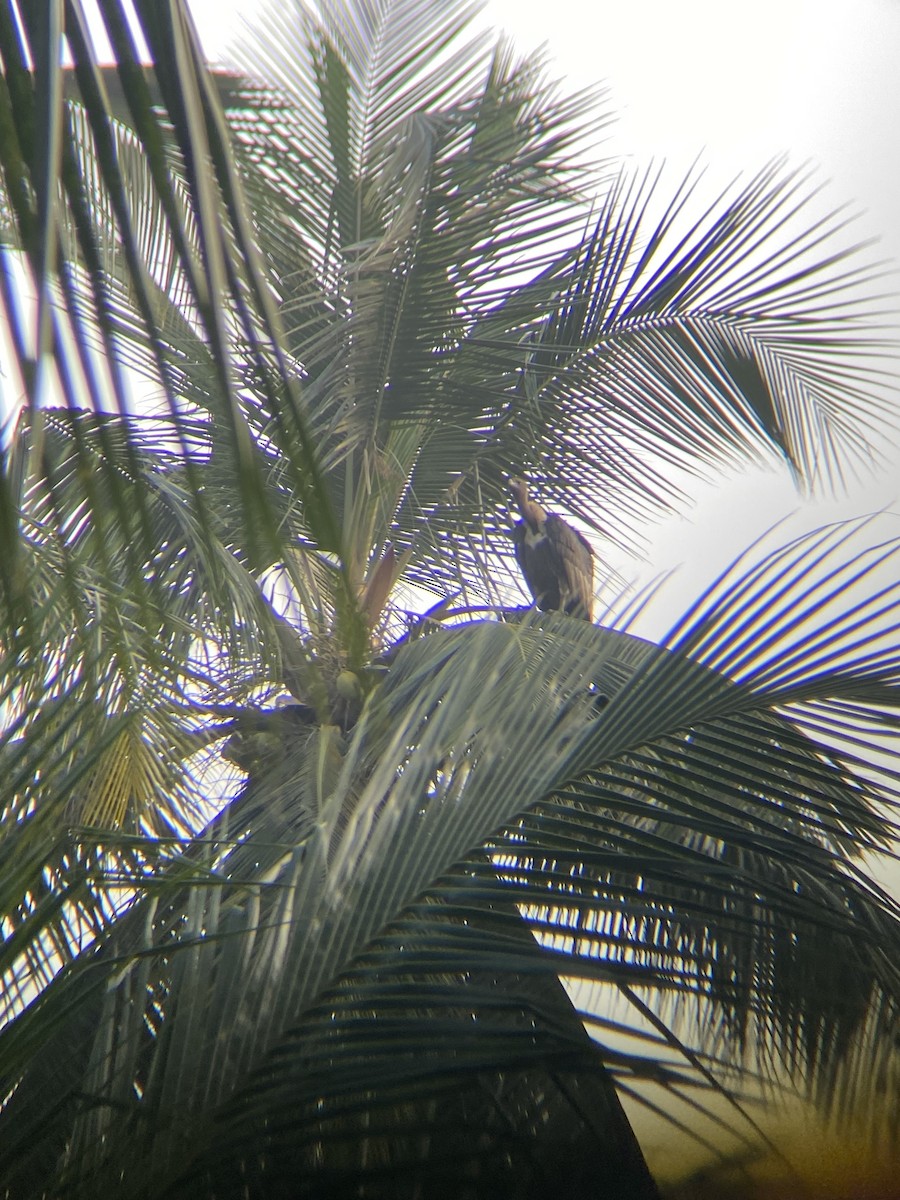 White-rumped Vulture - Kaushal Sharma