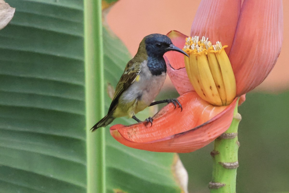 Reichenbach's Sunbird - Mathias Leiser