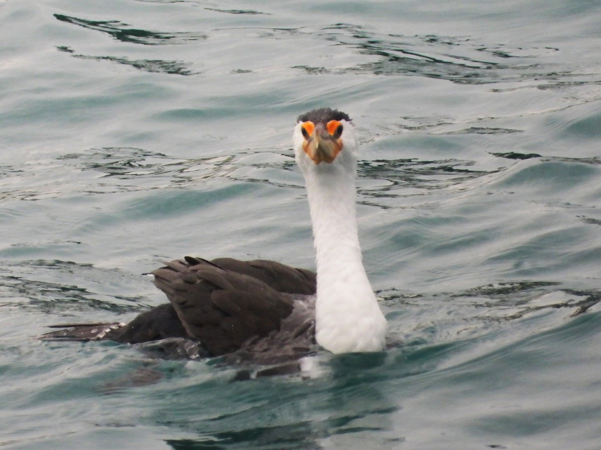 Pied Cormorant - ML613376967