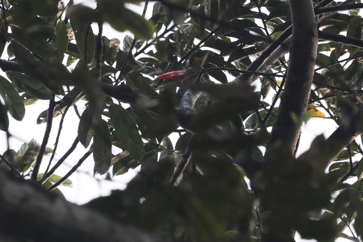 Red-billed Dwarf Hornbill - ML613376996