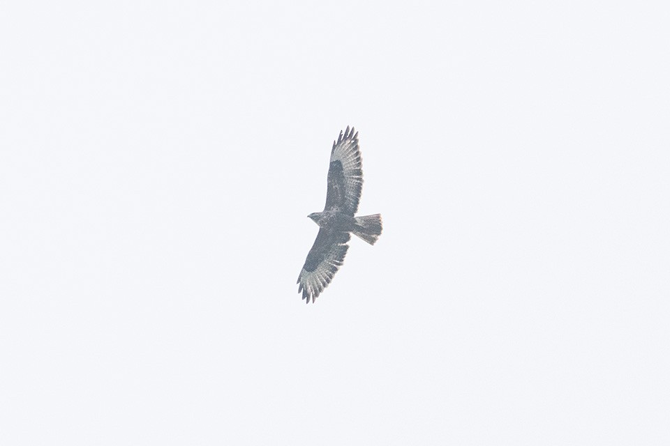 Common Buzzard - ML613377053