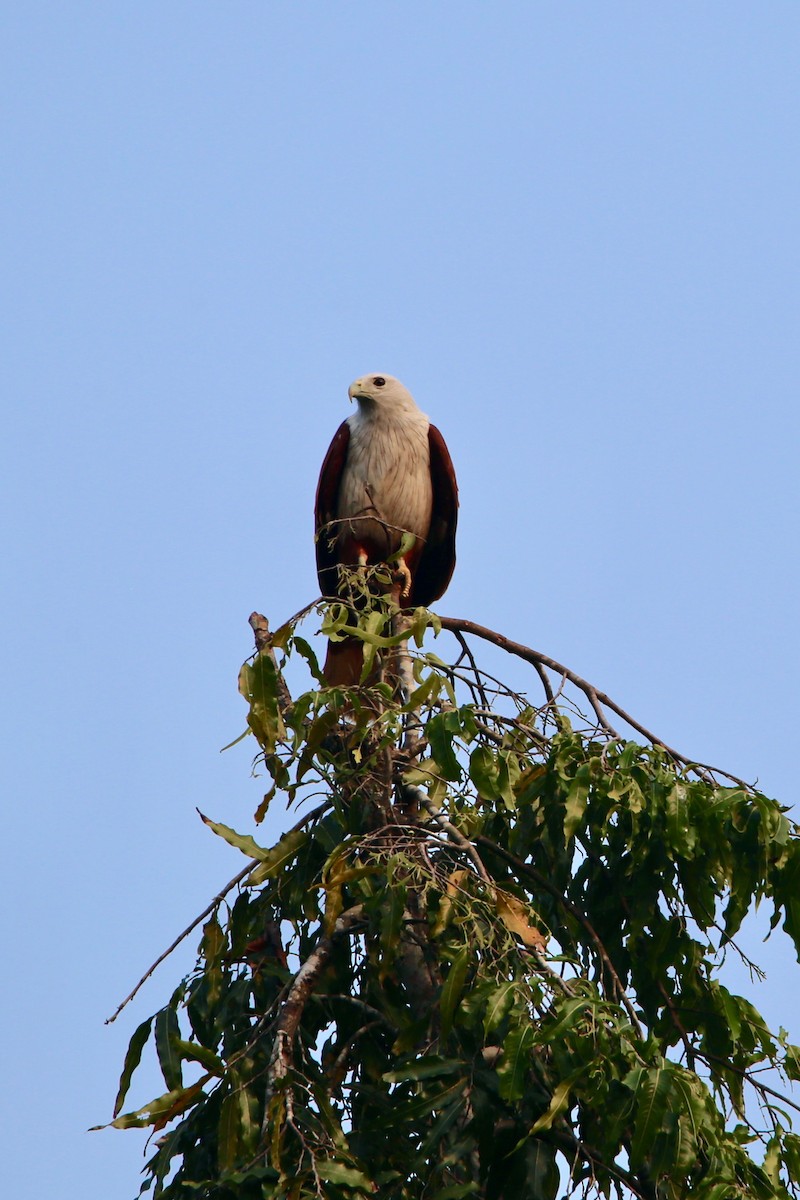 Brahminy Kite - Saji P Mathew OFM