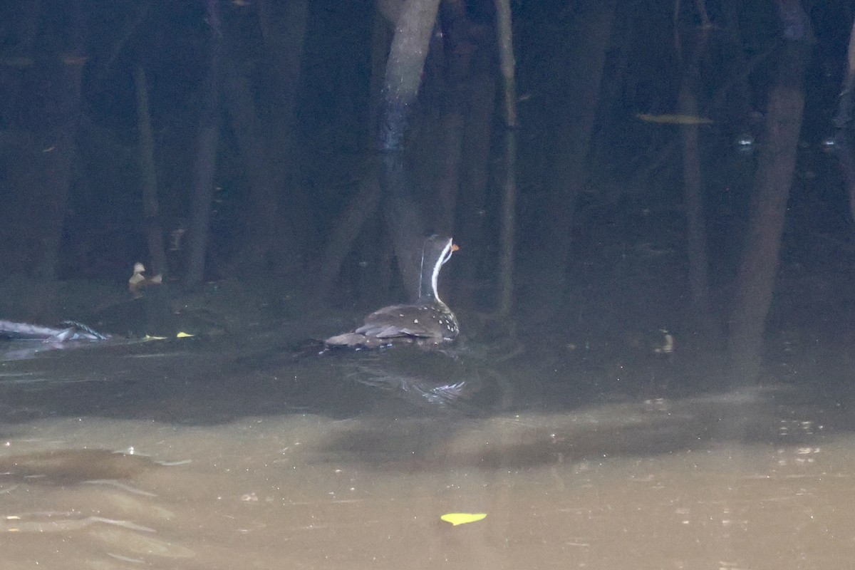 African Finfoot - Mathias Leiser