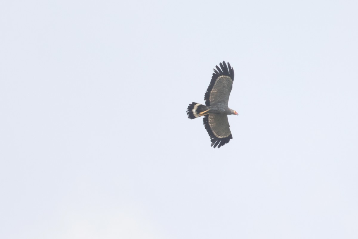 African Harrier-Hawk - ML613377167