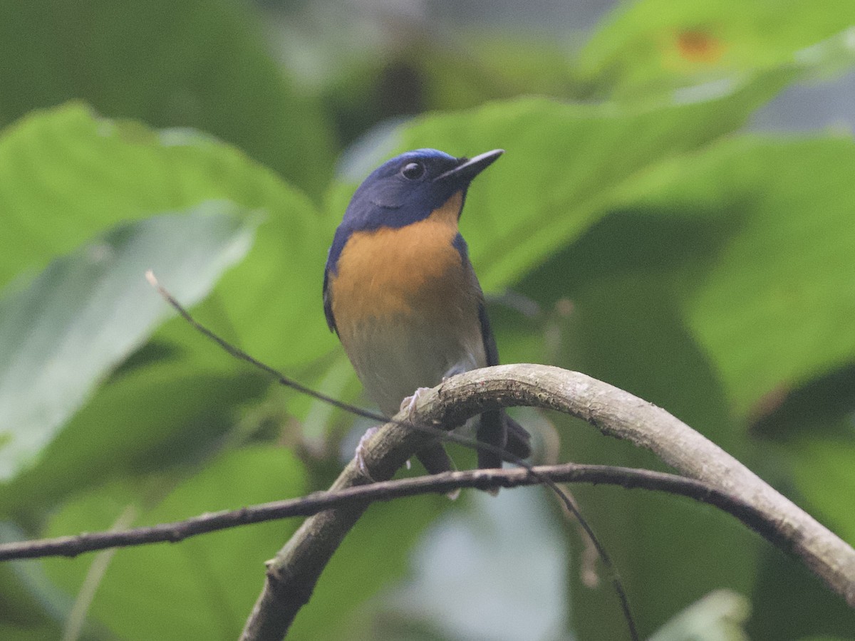 Chinese Blue Flycatcher - ML613377175