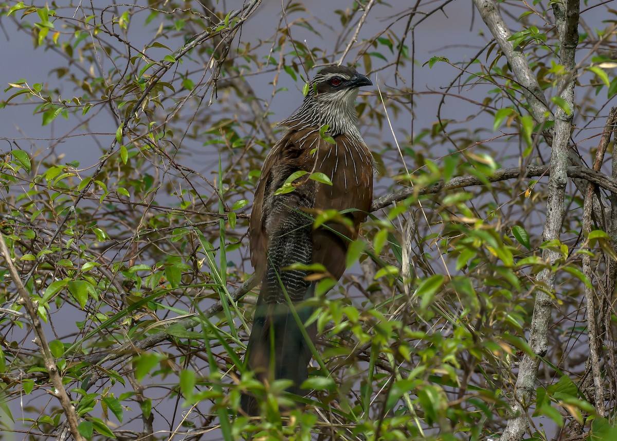 White-browed Coucal - ML613377187