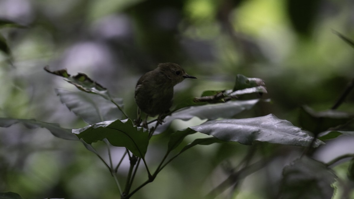 Atherton Scrubwren - ML613377216